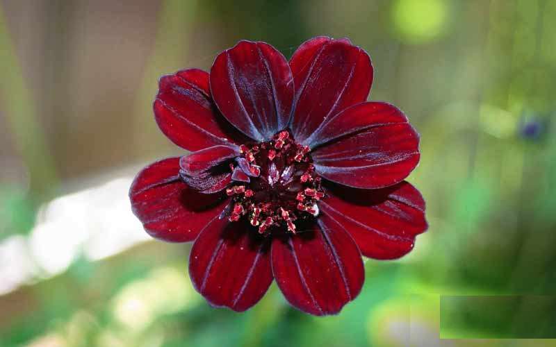 Taboola Ad Example 57945 - Топ-10 самых красивых цветов на земле